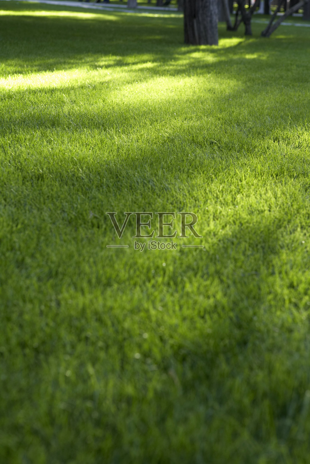 公园里的草地照片摄影图片