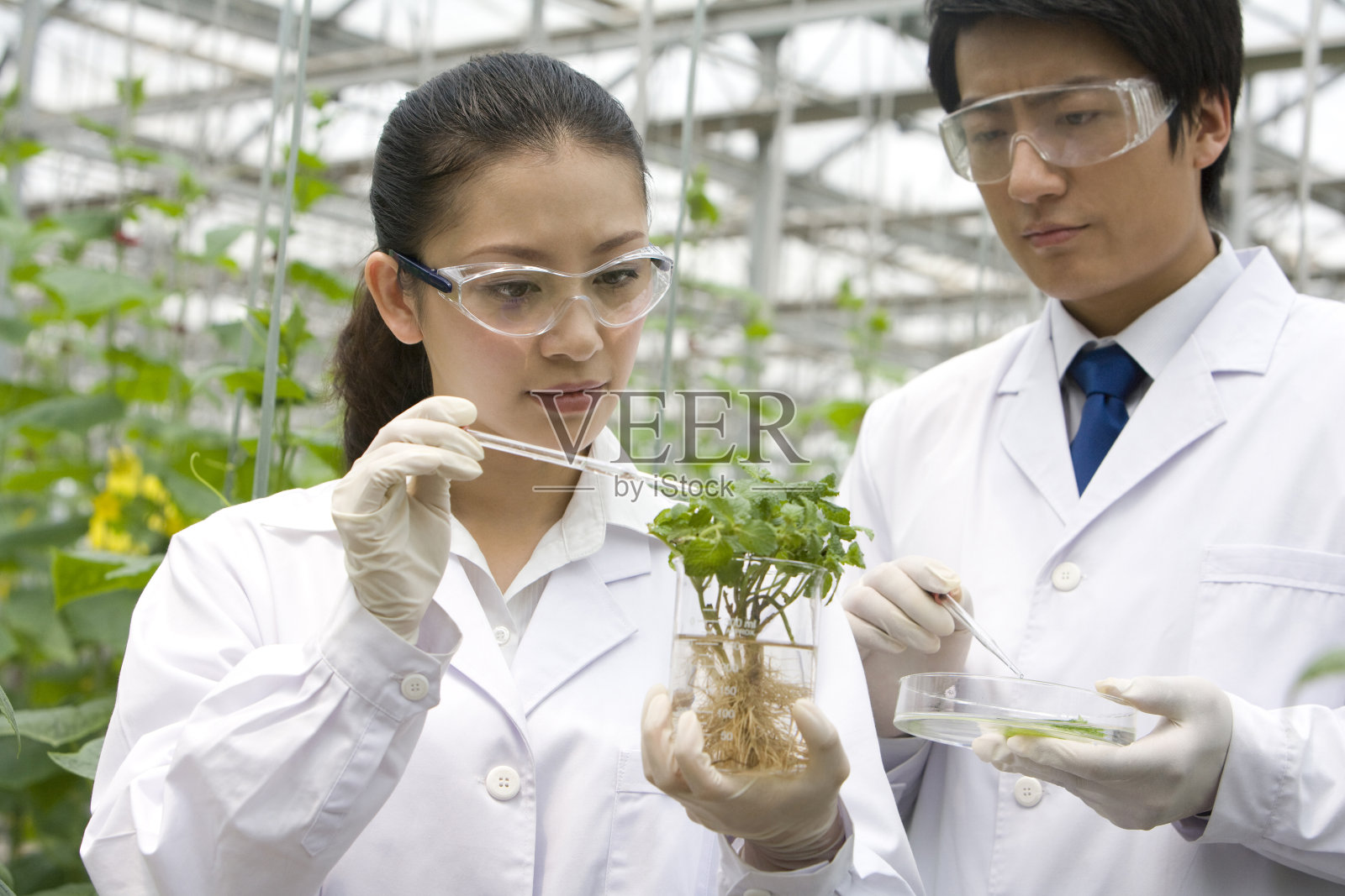 农艺师在现代农庄做科学研究照片摄影图片