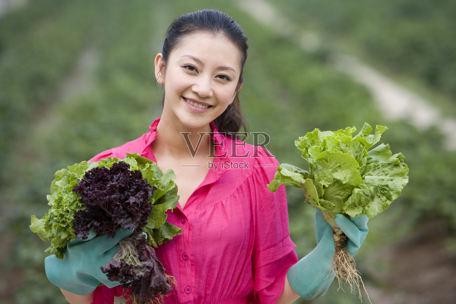年轻女性在现代农庄采摘照片摄影图片