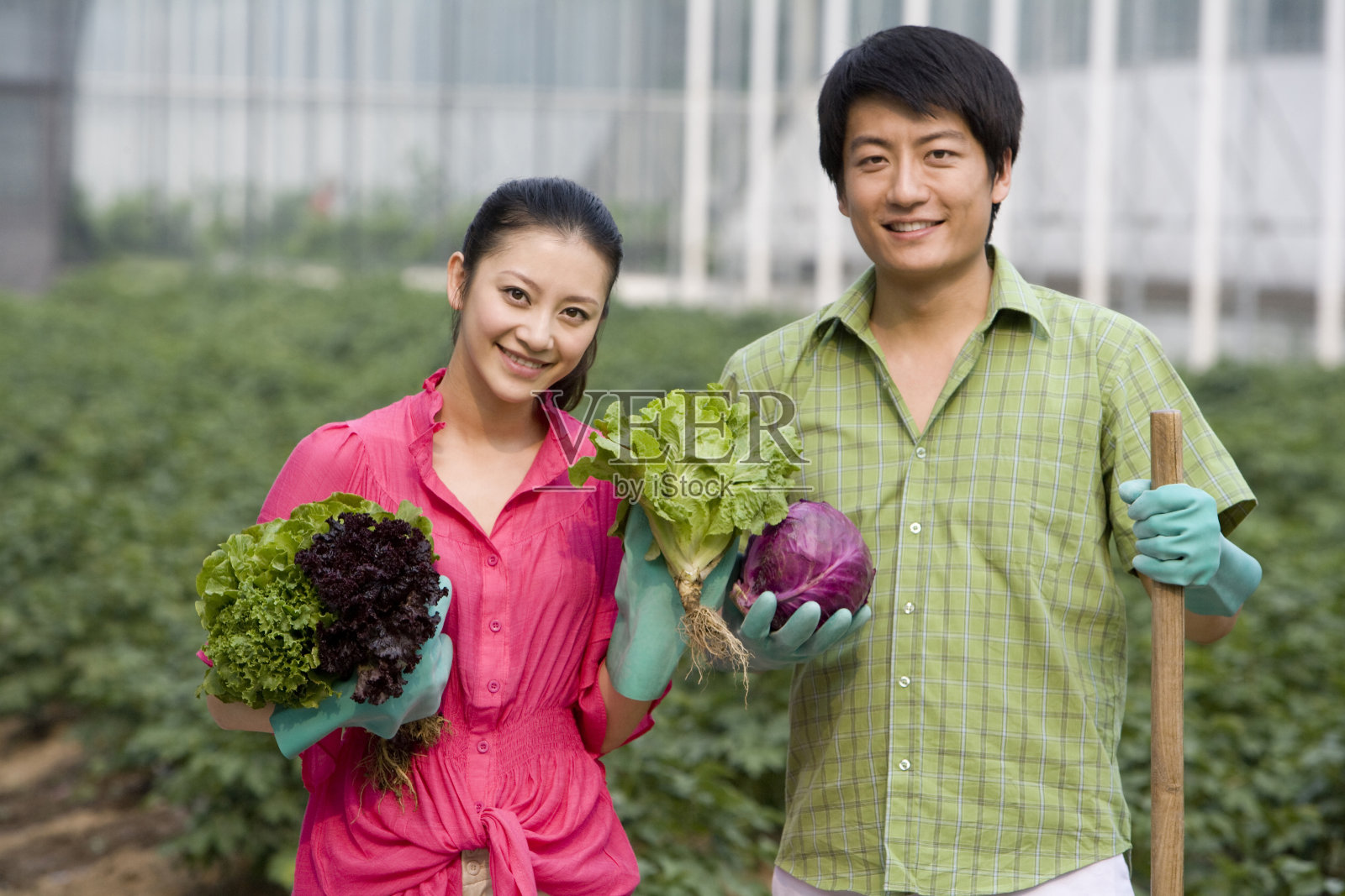 年轻夫妇在现代农庄采摘照片摄影图片