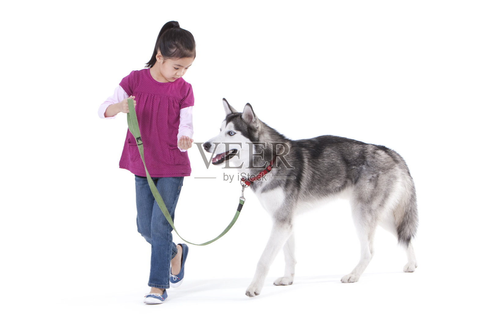 可爱的小女孩和哈士奇狗照片摄影图片