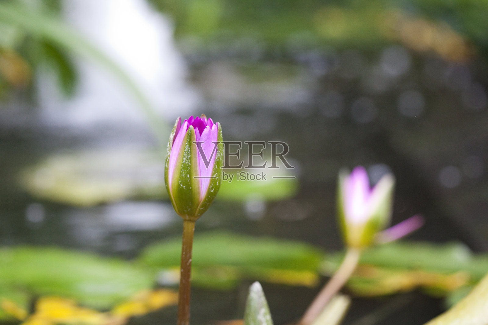 睡莲照片摄影图片