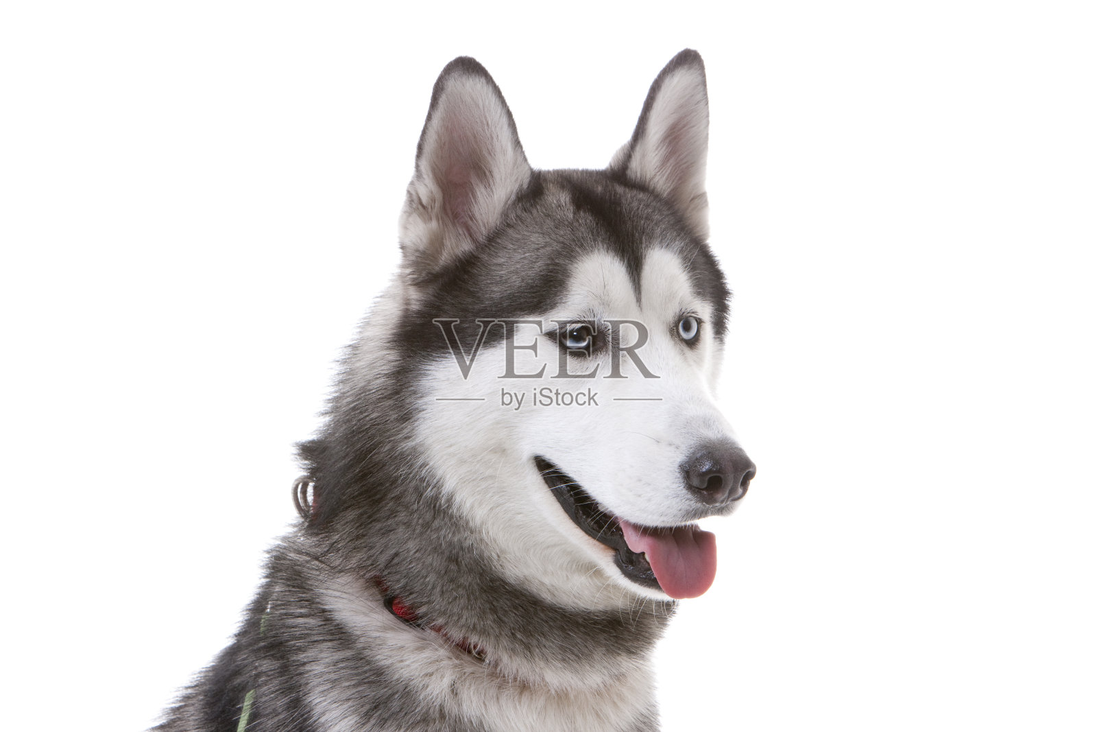 哈士奇狗特写照片摄影图片