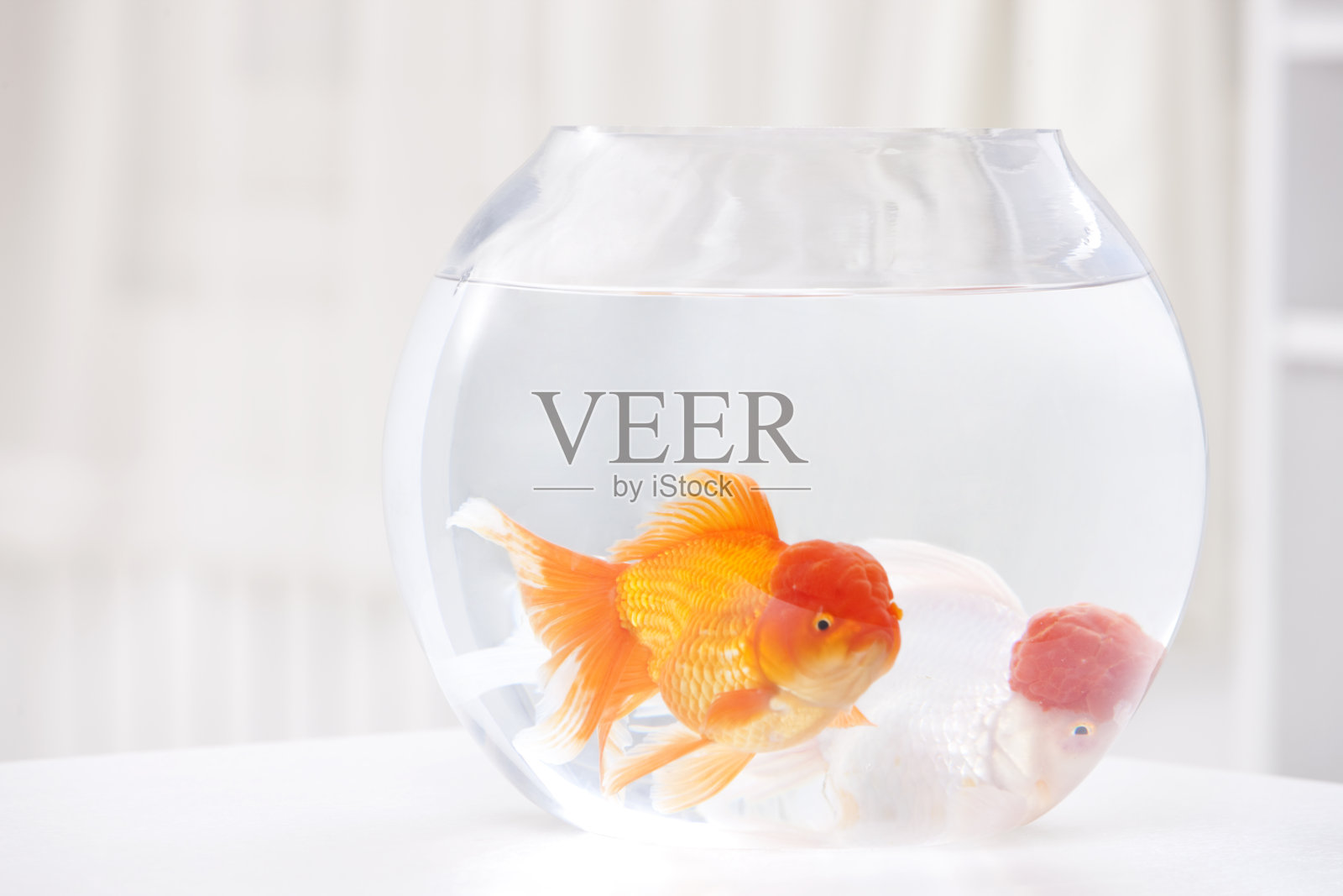 金鱼特写照片摄影图片