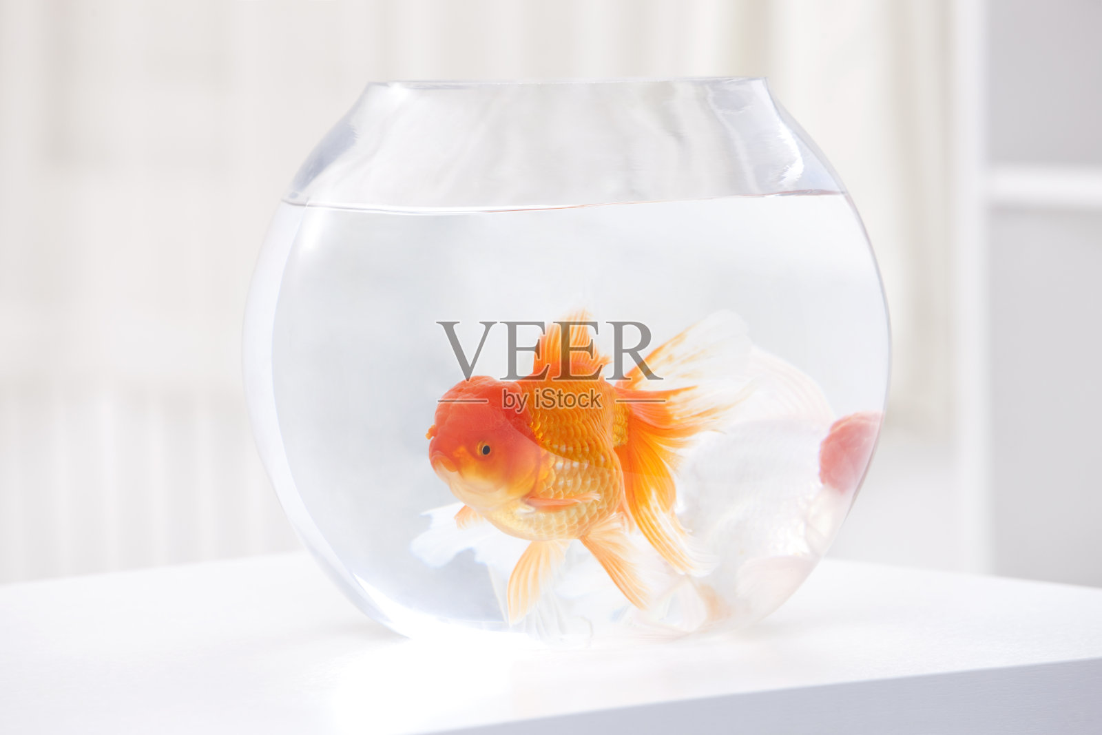 金鱼特写照片摄影图片