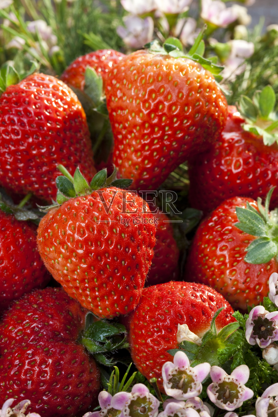 草莓特写照片摄影图片