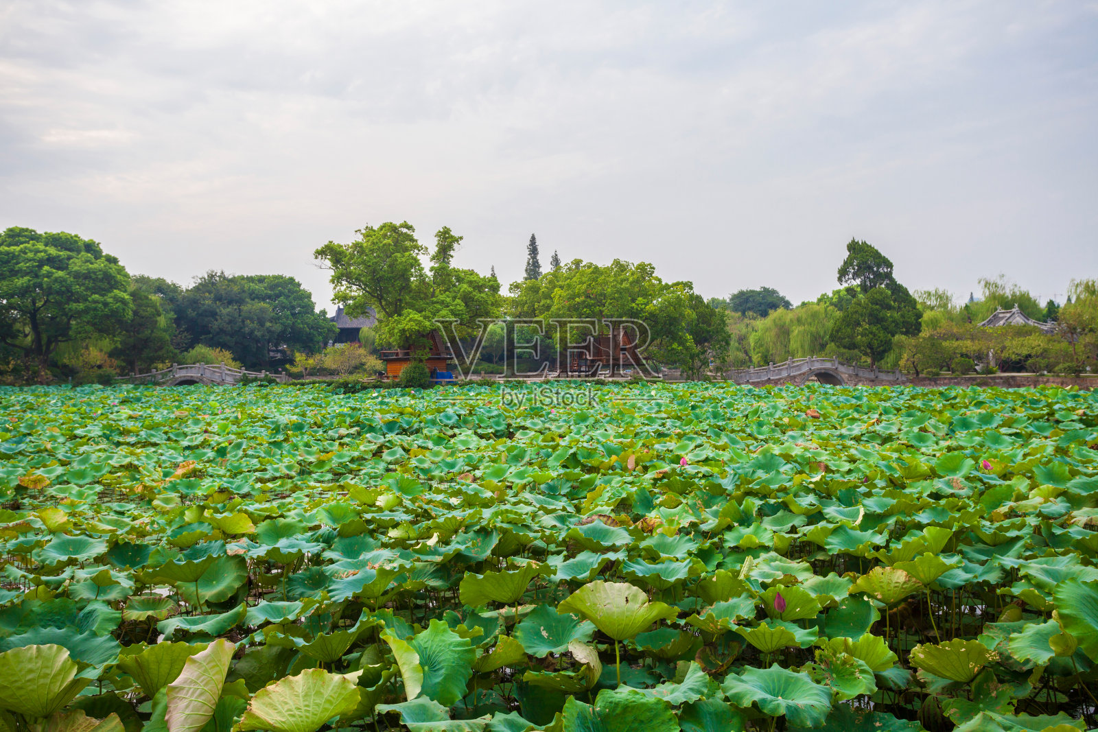 江苏省无锡蠡园照片摄影图片