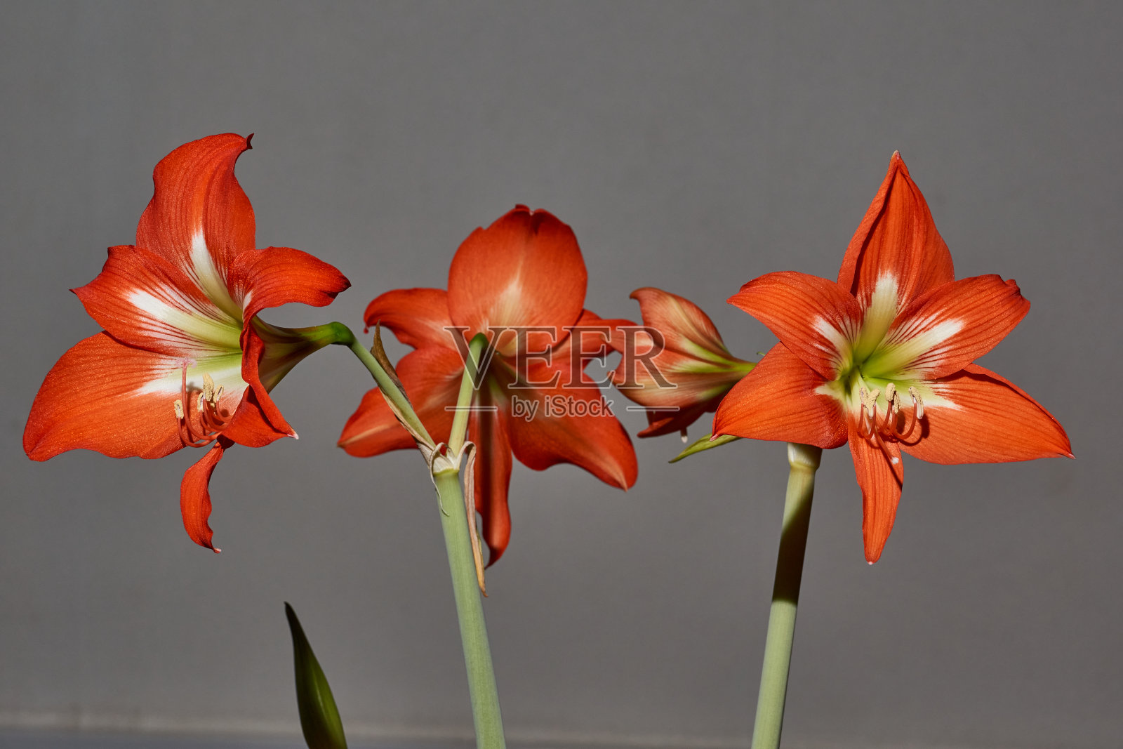 Hippeastrum花朵。照片摄影图片