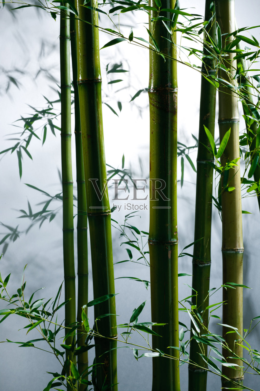 竹林照片摄影图片