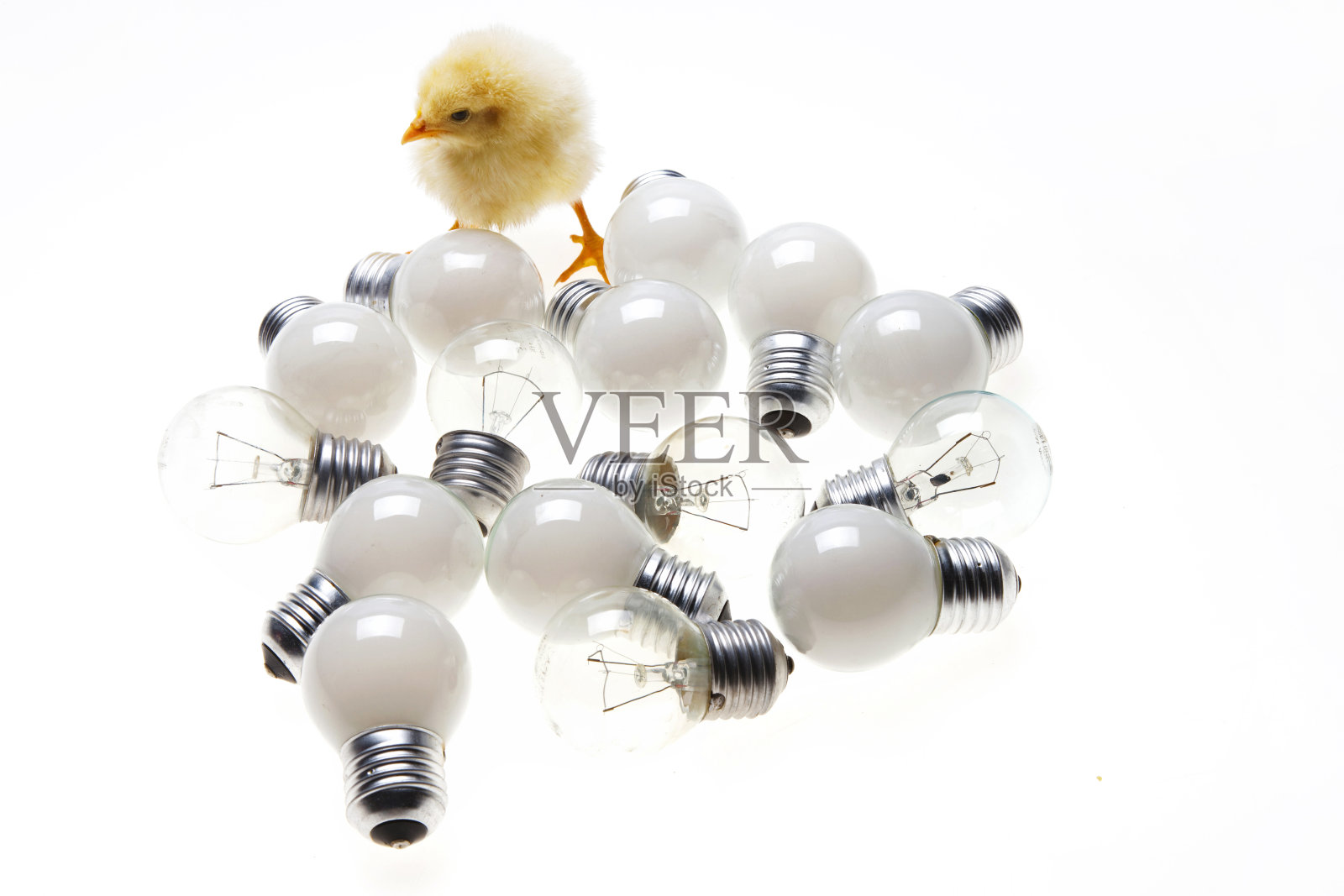 一只小鸡照片摄影图片