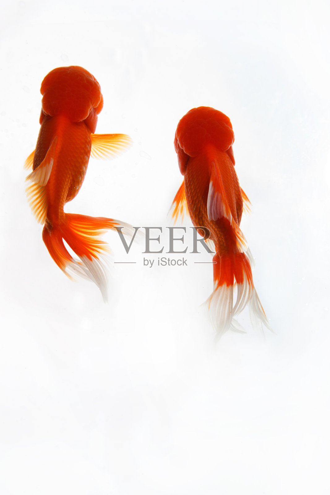 金鱼照片摄影图片