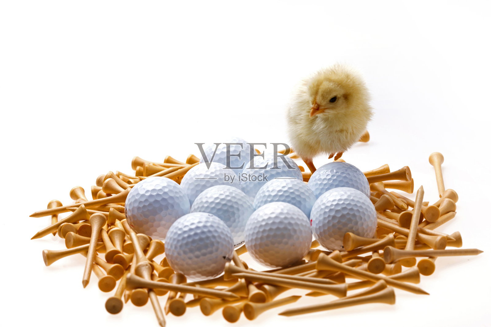 一只小鸡站在高尔夫球上照片摄影图片