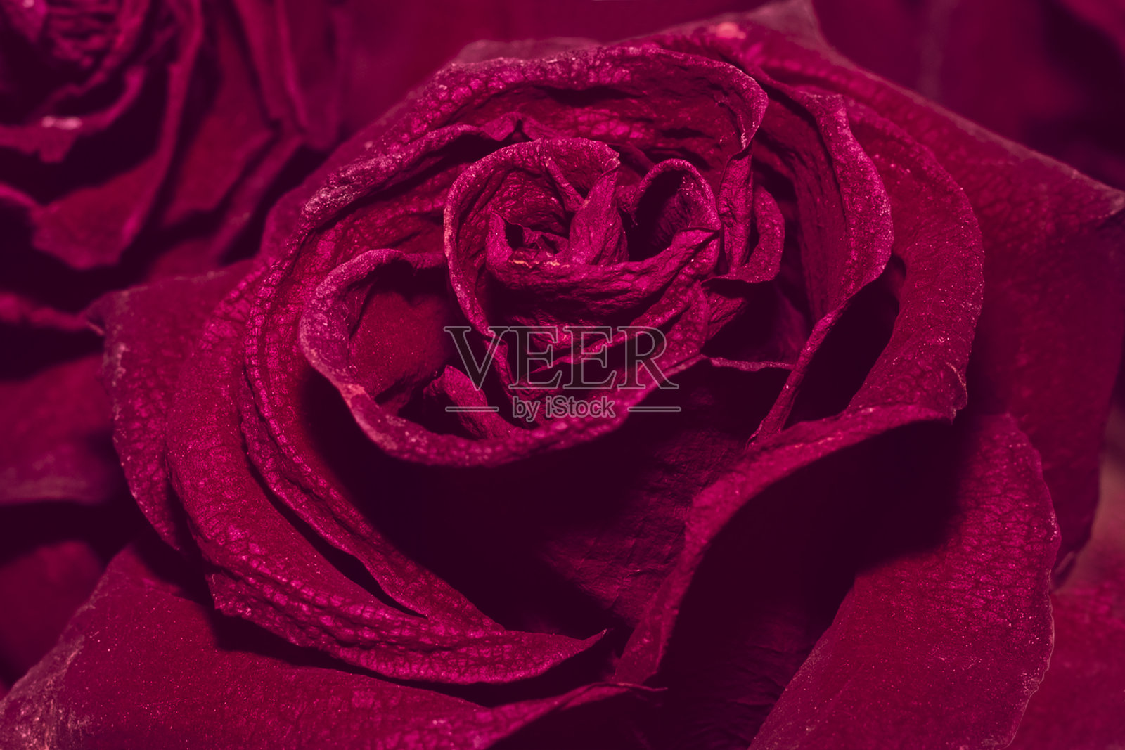 美丽的玫瑰近。背景照片摄影图片