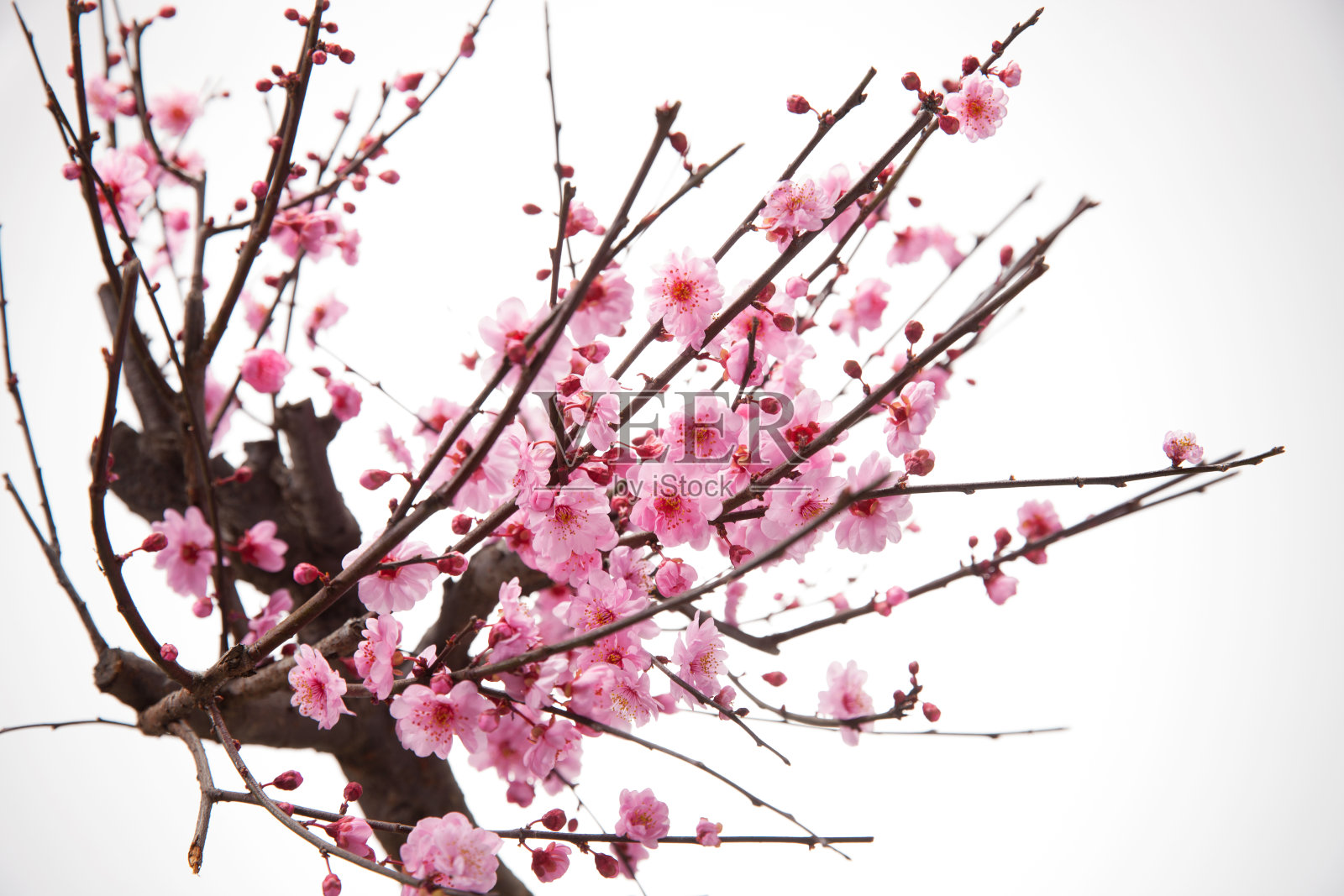 梅花照片摄影图片