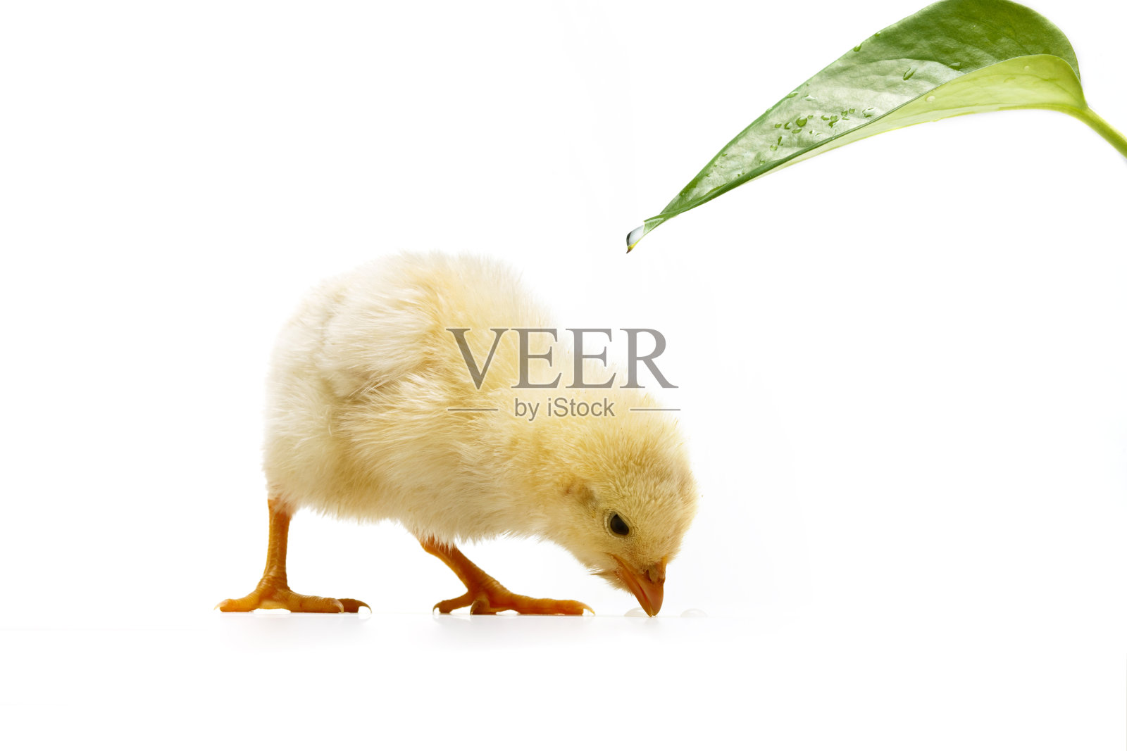 一只小鸡照片摄影图片