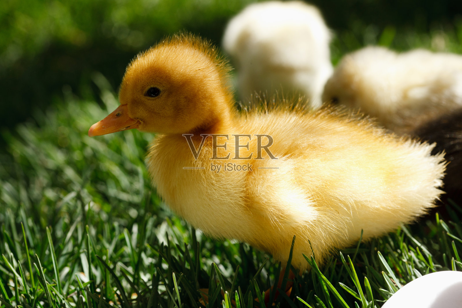 小鸭子在草地上照片摄影图片