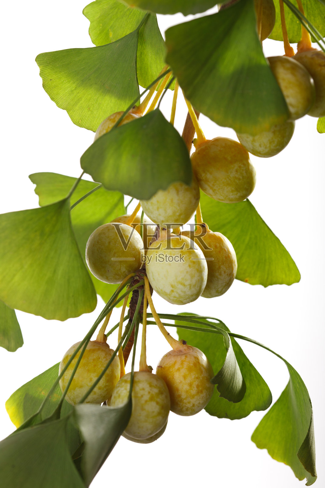 静物银杏照片摄影图片