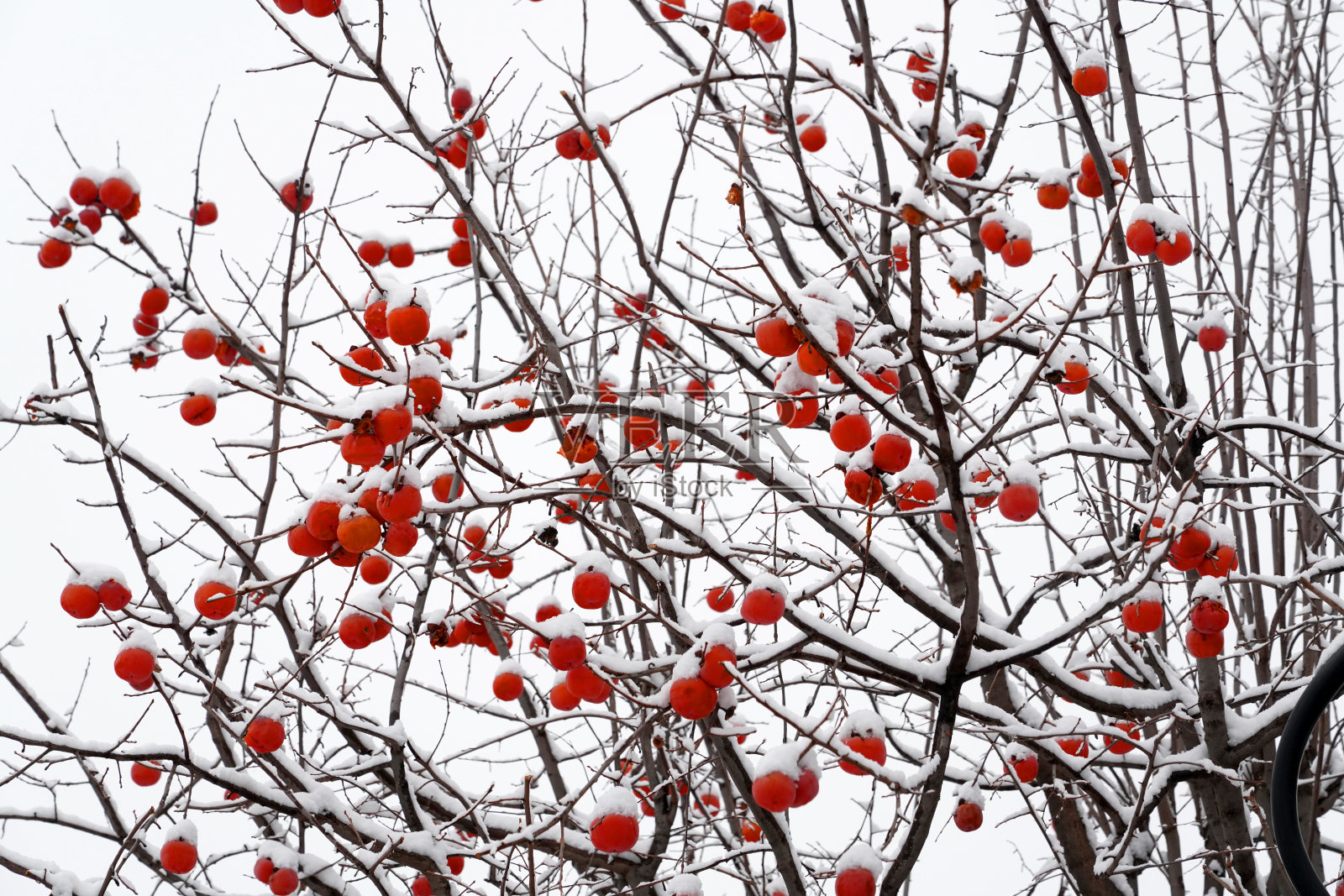 下雪后的柿子树照片摄影图片