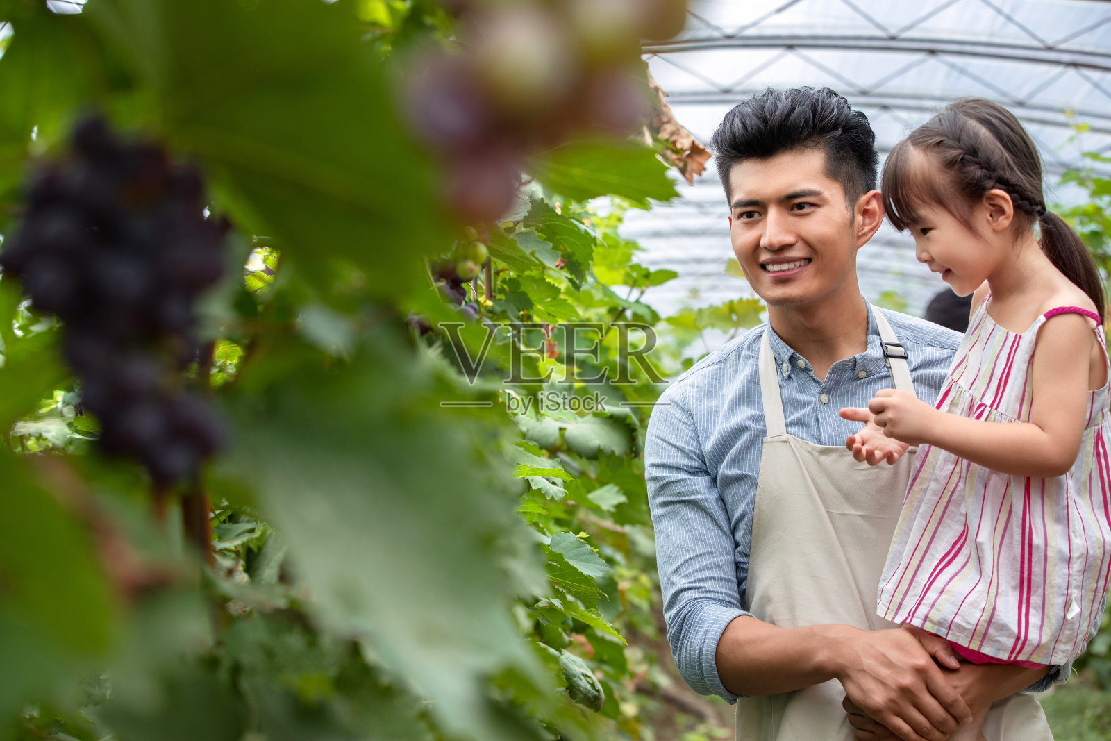 东方父女采摘葡萄照片摄影图片