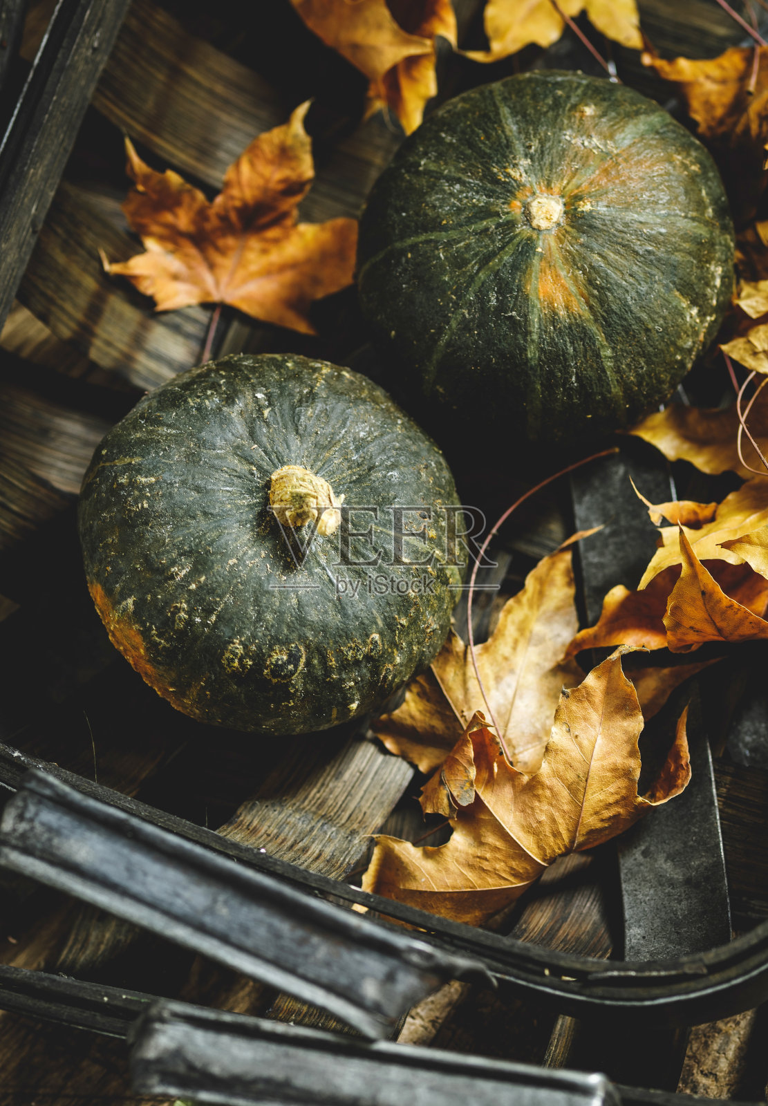 贝贝南瓜照片摄影图片