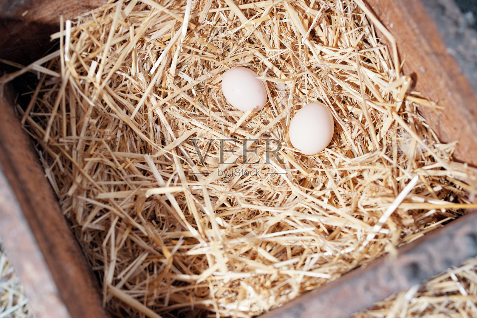 农场村里鸡舍里的干草上放着新鲜的鸡蛋照片摄影图片