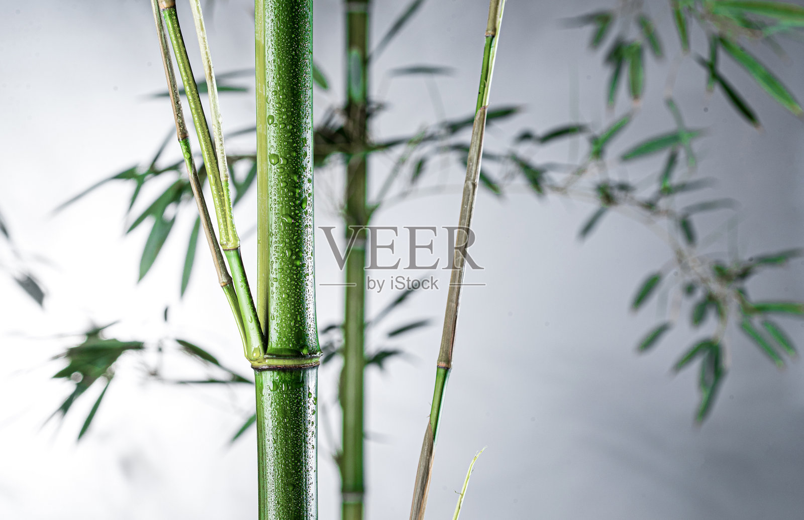 雾色中的竹林照片摄影图片