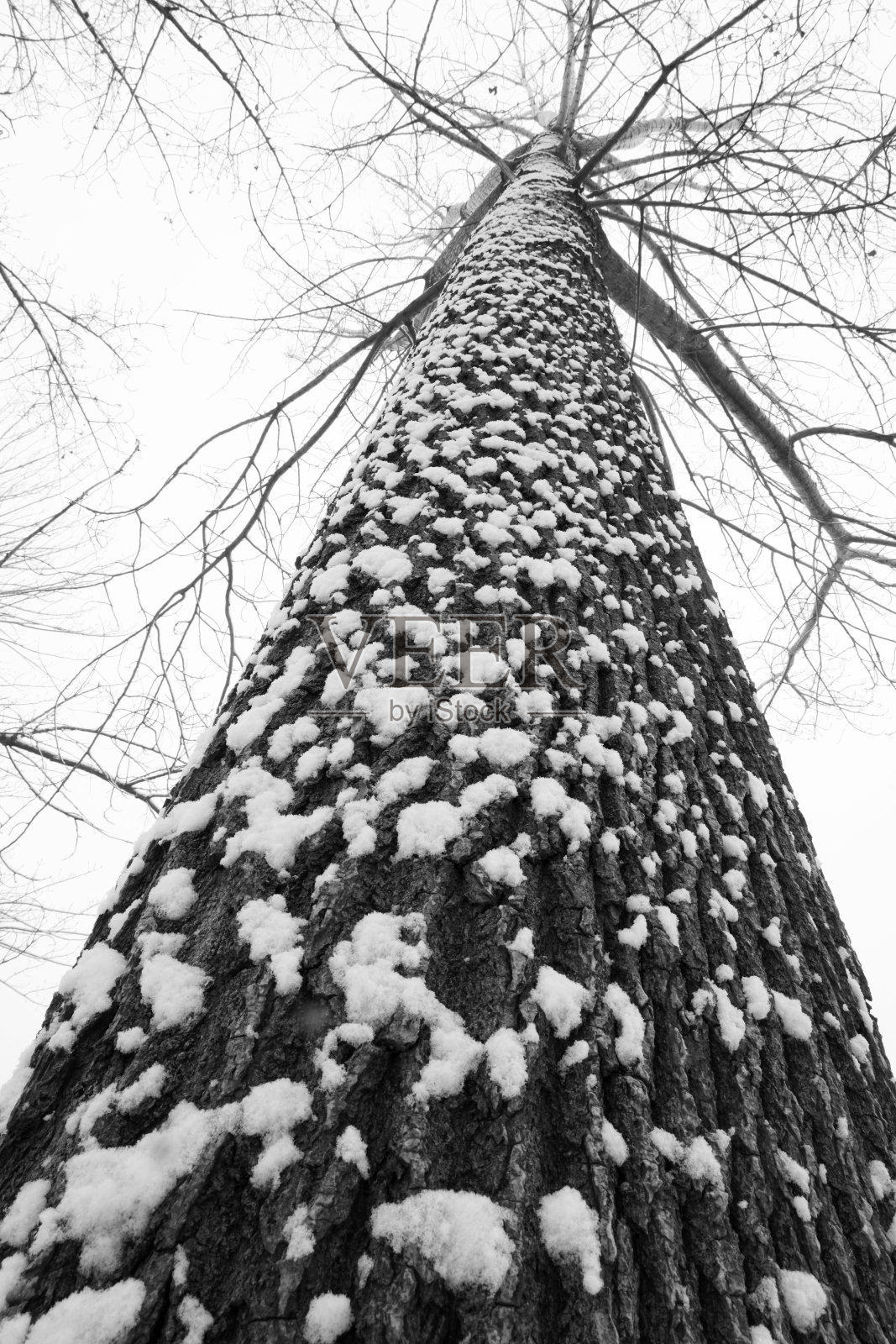 大雪后的一棵树照片摄影图片