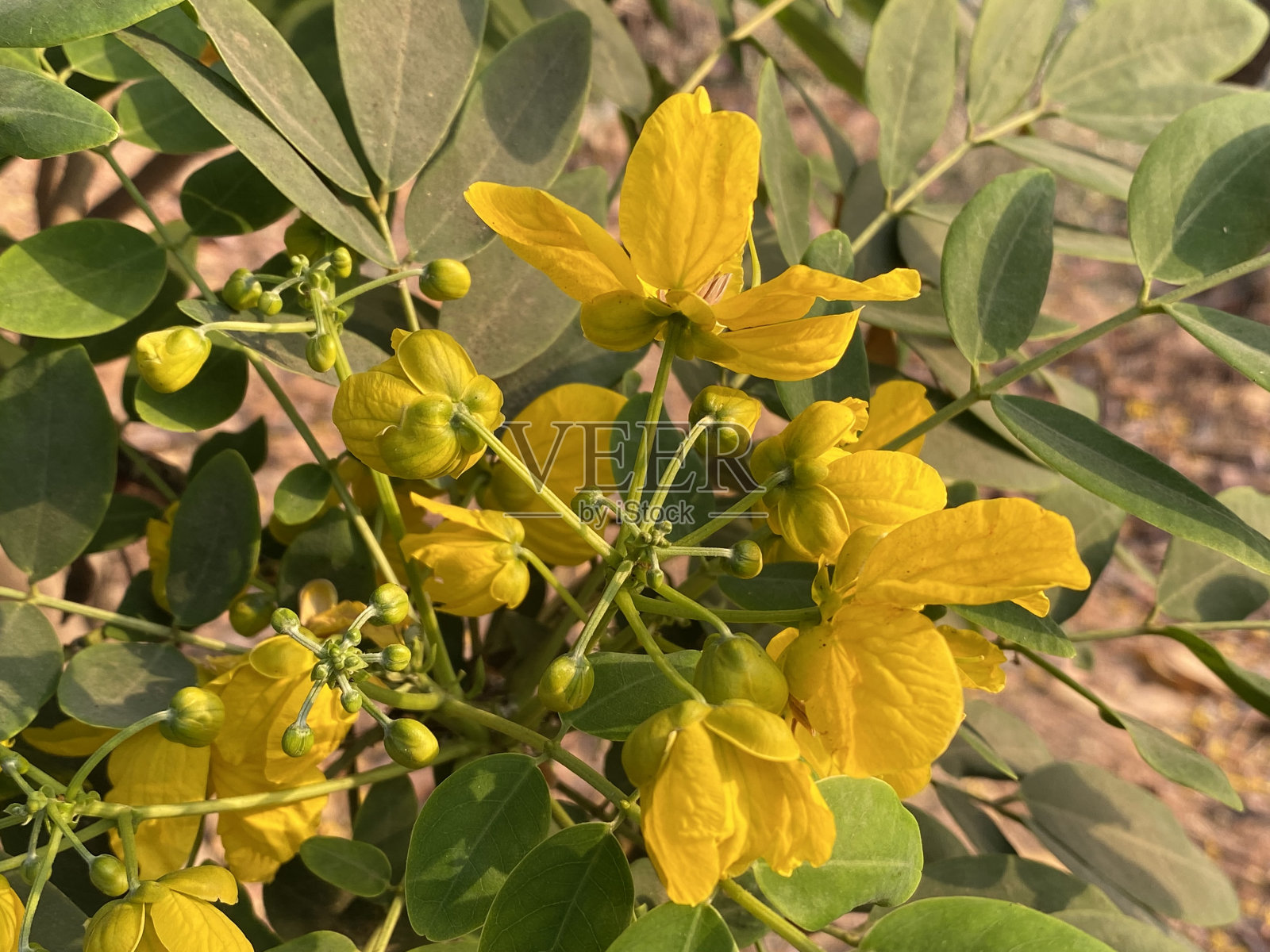 番泻是番泻属的一种观赏植物。它被用于草药治疗。照片摄影图片