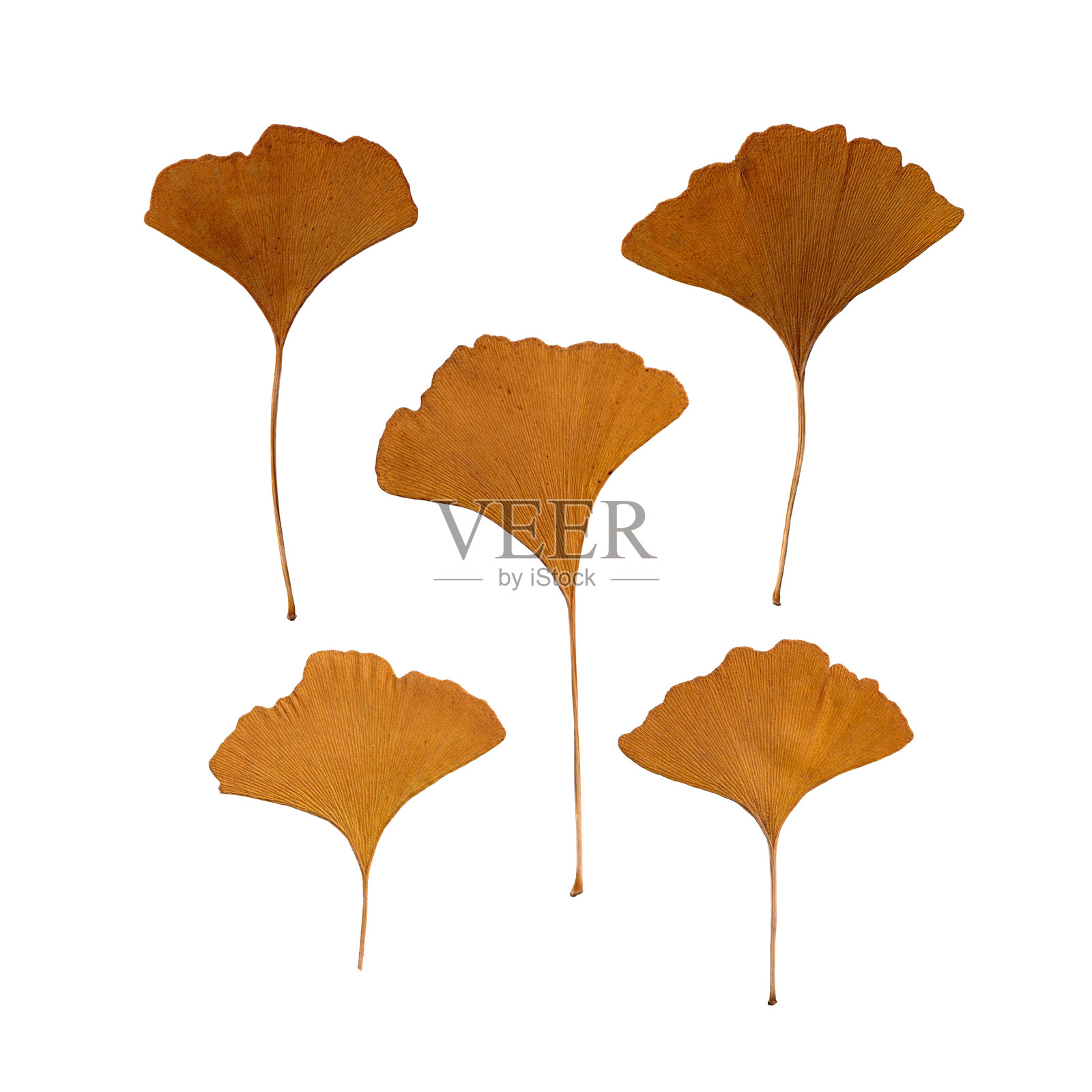 白色背景上银杏树黄色的叶子。银杏秋叶照片摄影图片