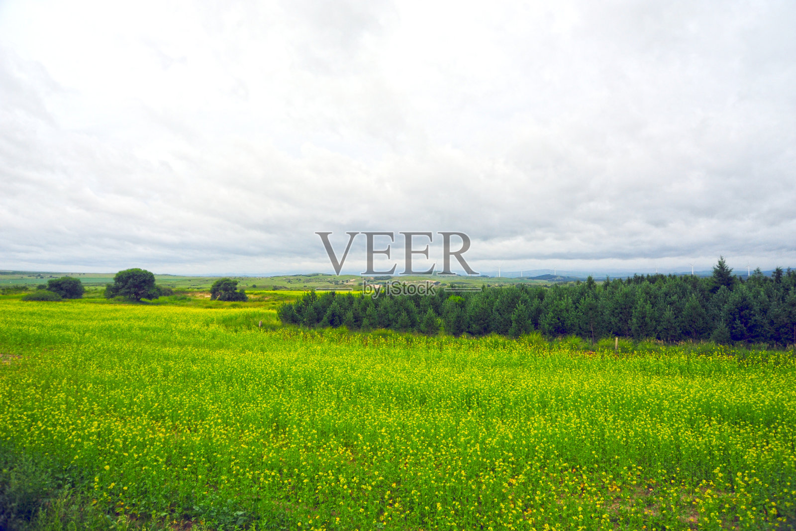 河北省承德坝上草原风光照片摄影图片