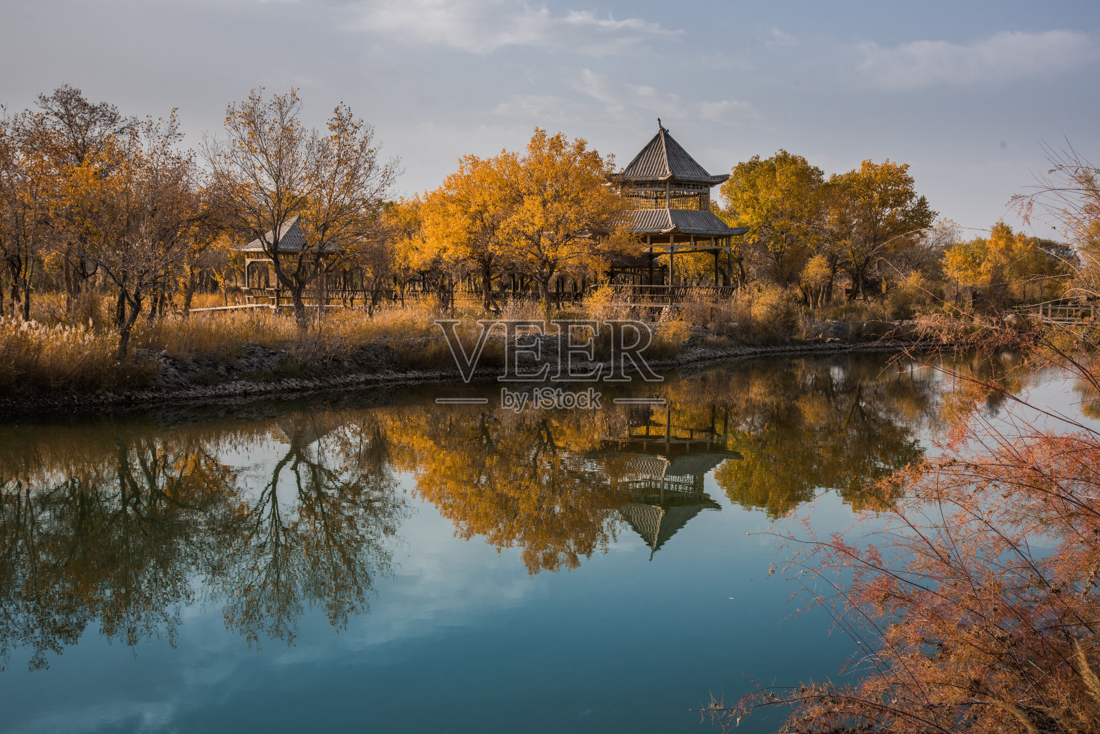 新疆南疆胡杨林森林公园照片摄影图片