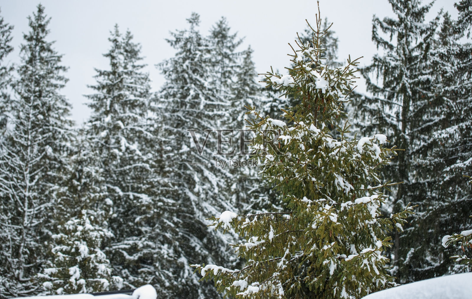 雪覆盖的松树。冬天松树的景色照片摄影图片