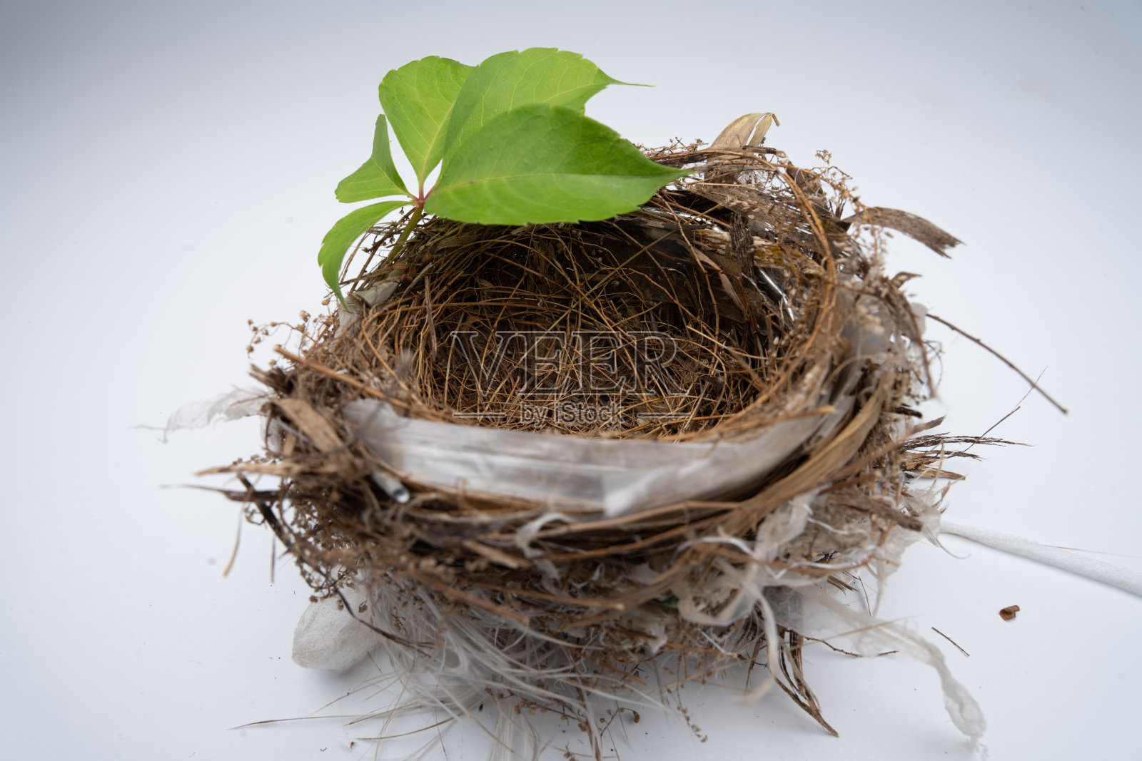 鸟巢照片摄影图片