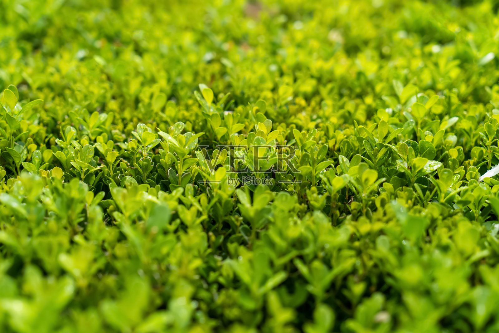 选择对焦散景拍摄明亮的绿色树篱自然背景充满阳光。绿叶夏天春天照片摄影图片