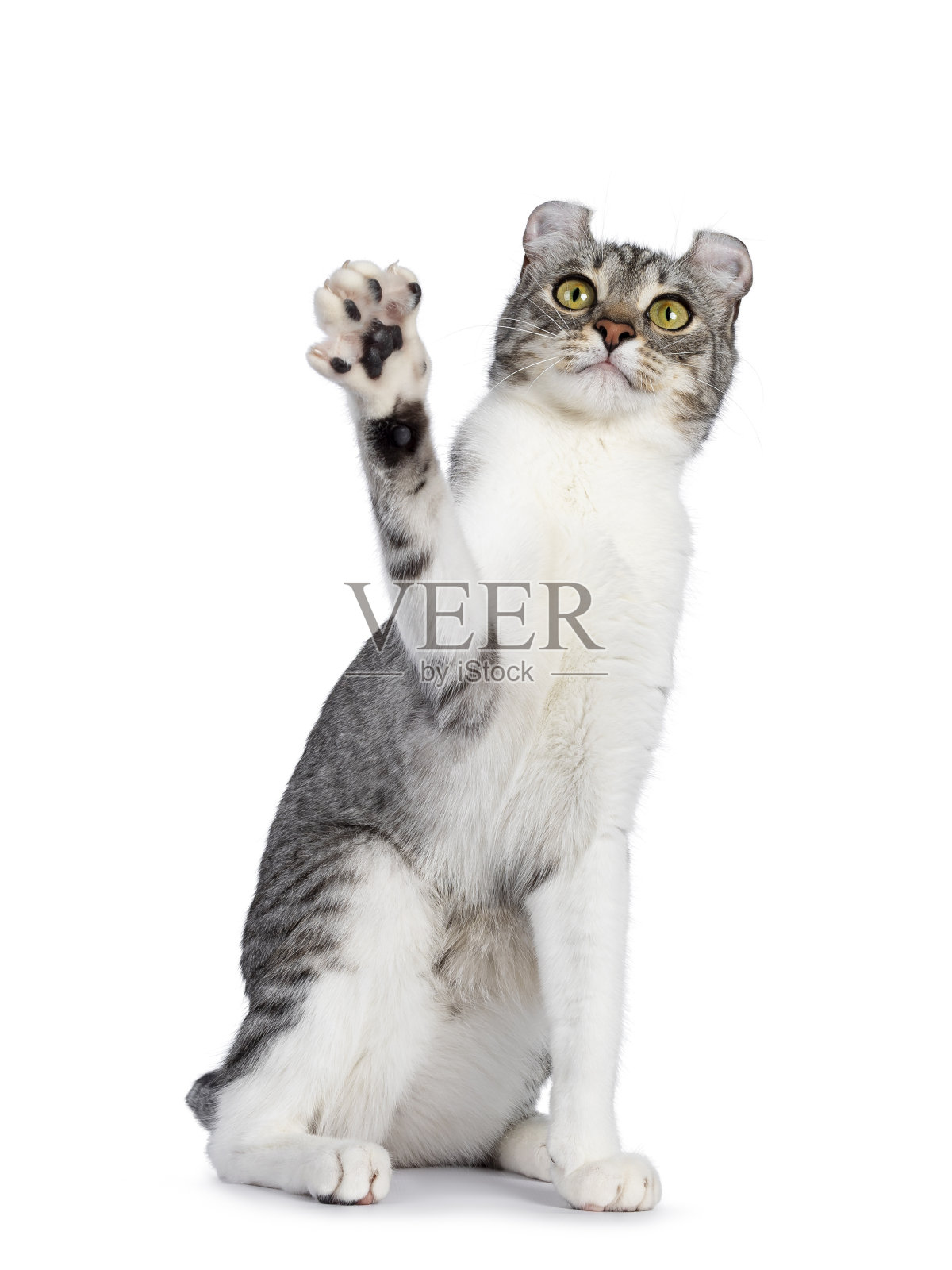 美国白色卷曲短毛猫照片摄影图片