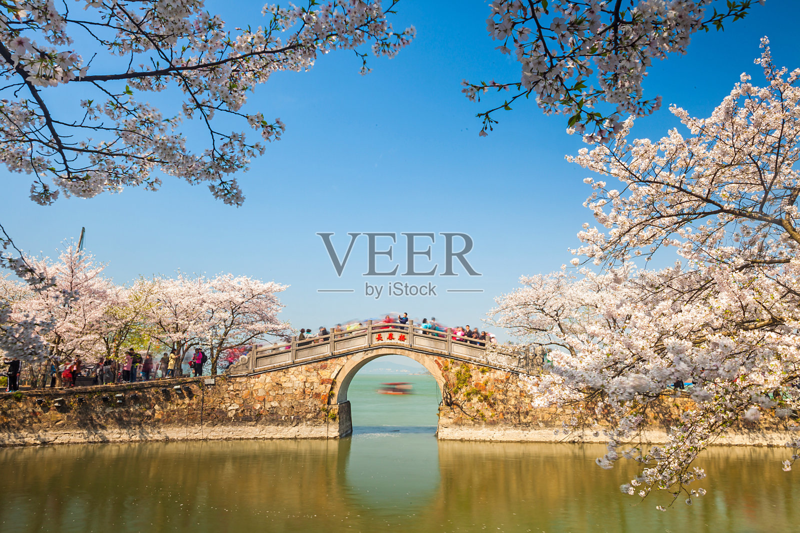 江苏省无锡太湖鼋头渚樱花照片摄影图片