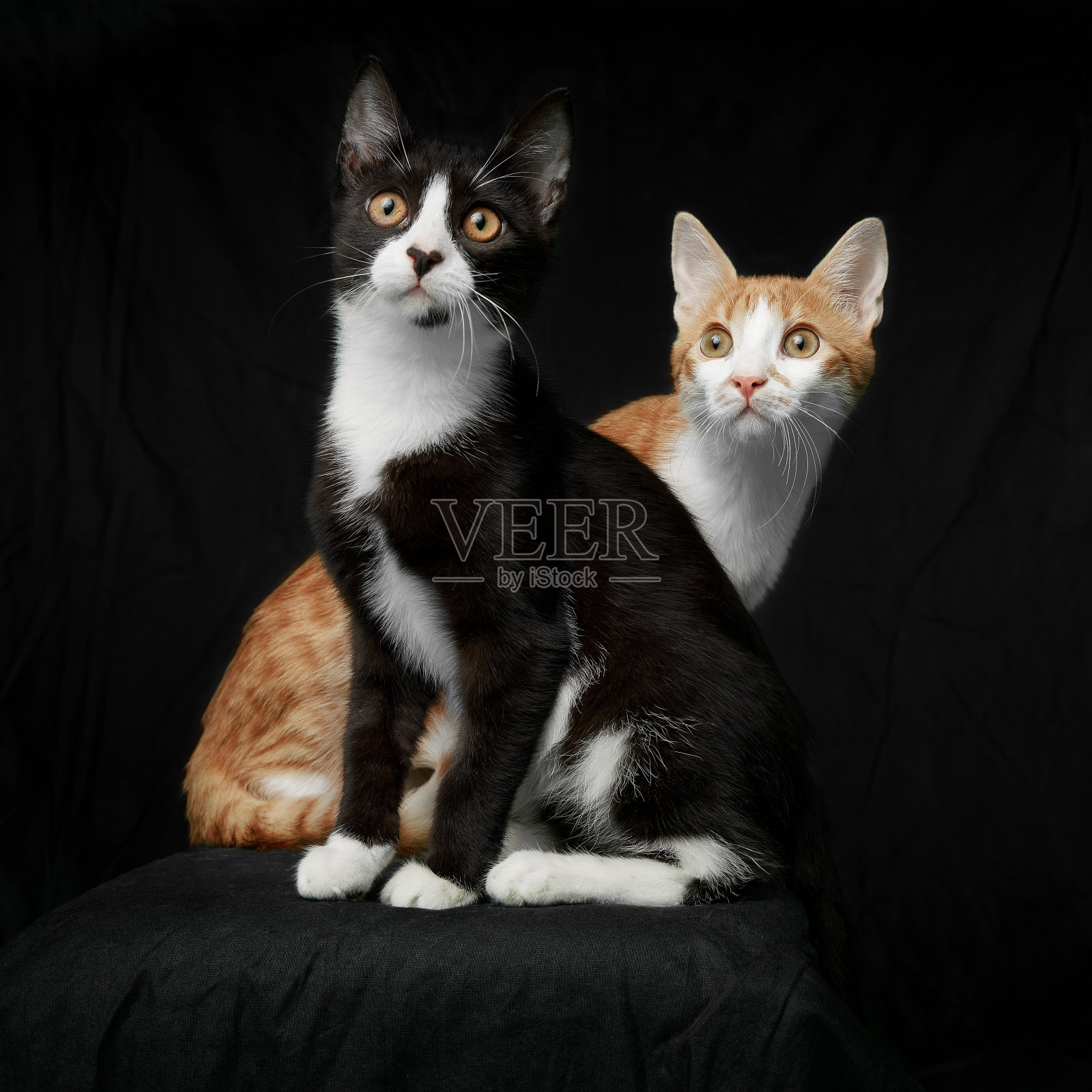 全长图像的两个好奇的猫黑色和棕色孤立在一个黑色的背景。照片摄影图片