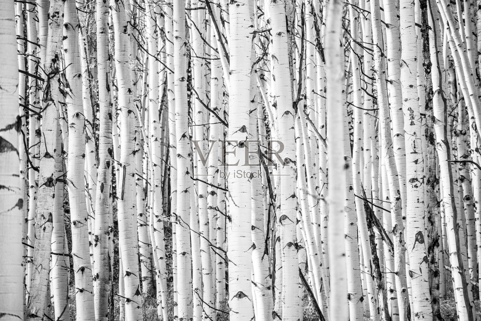 白杨树干纹理背景照片摄影图片