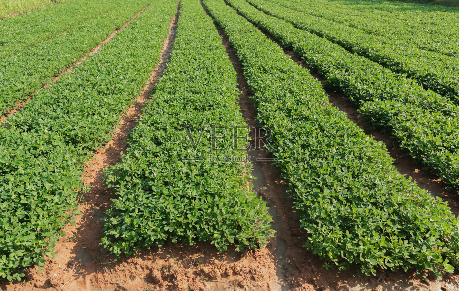有机花生农场和太阳能电池。种植花生的农田。照片摄影图片