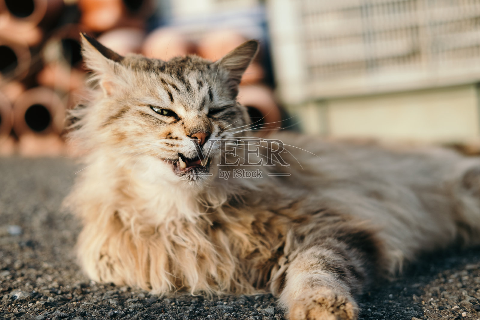 长头发的猫照片摄影图片