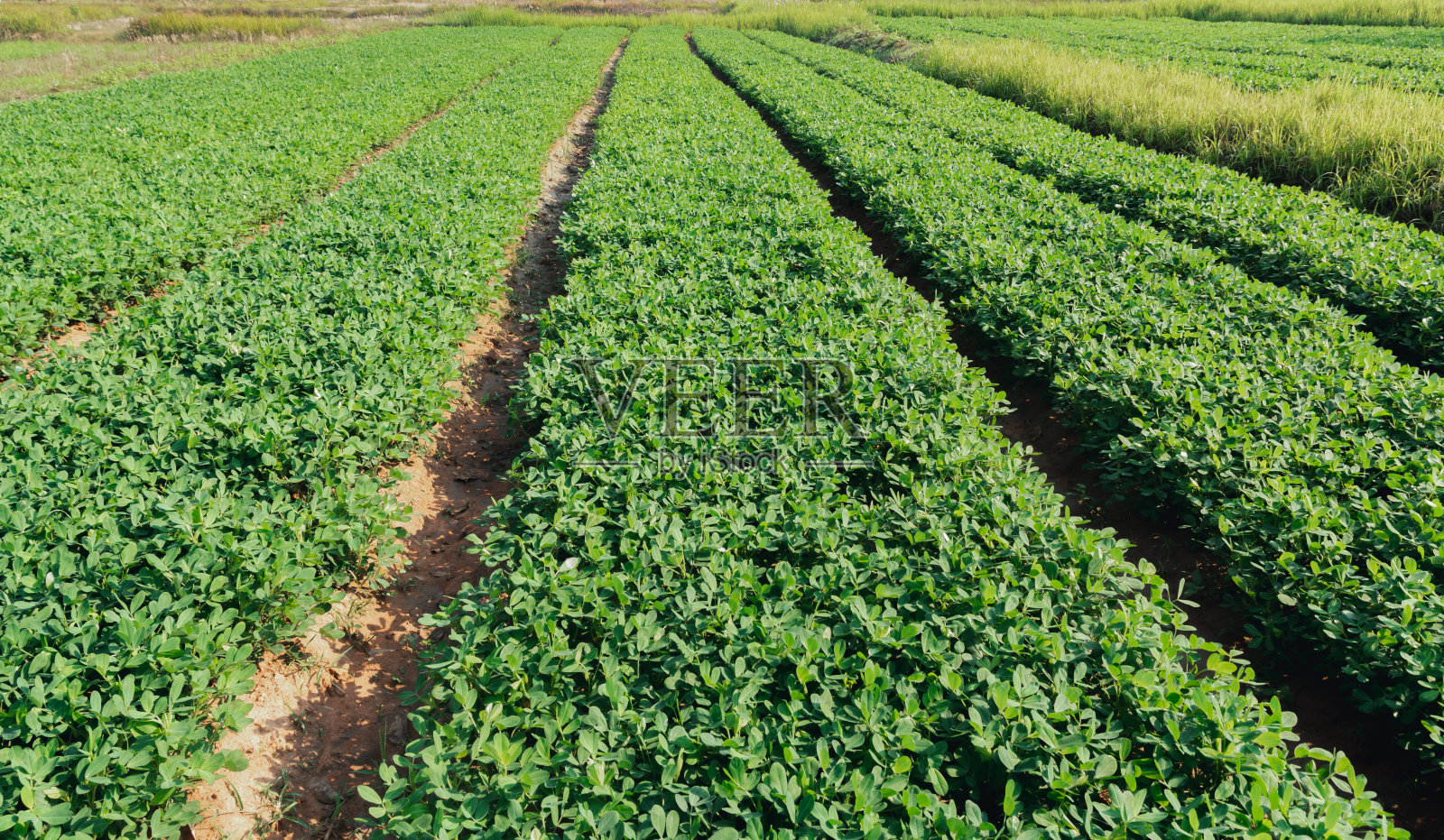 有机花生农场和太阳能电池。种植花生的农田。照片摄影图片
