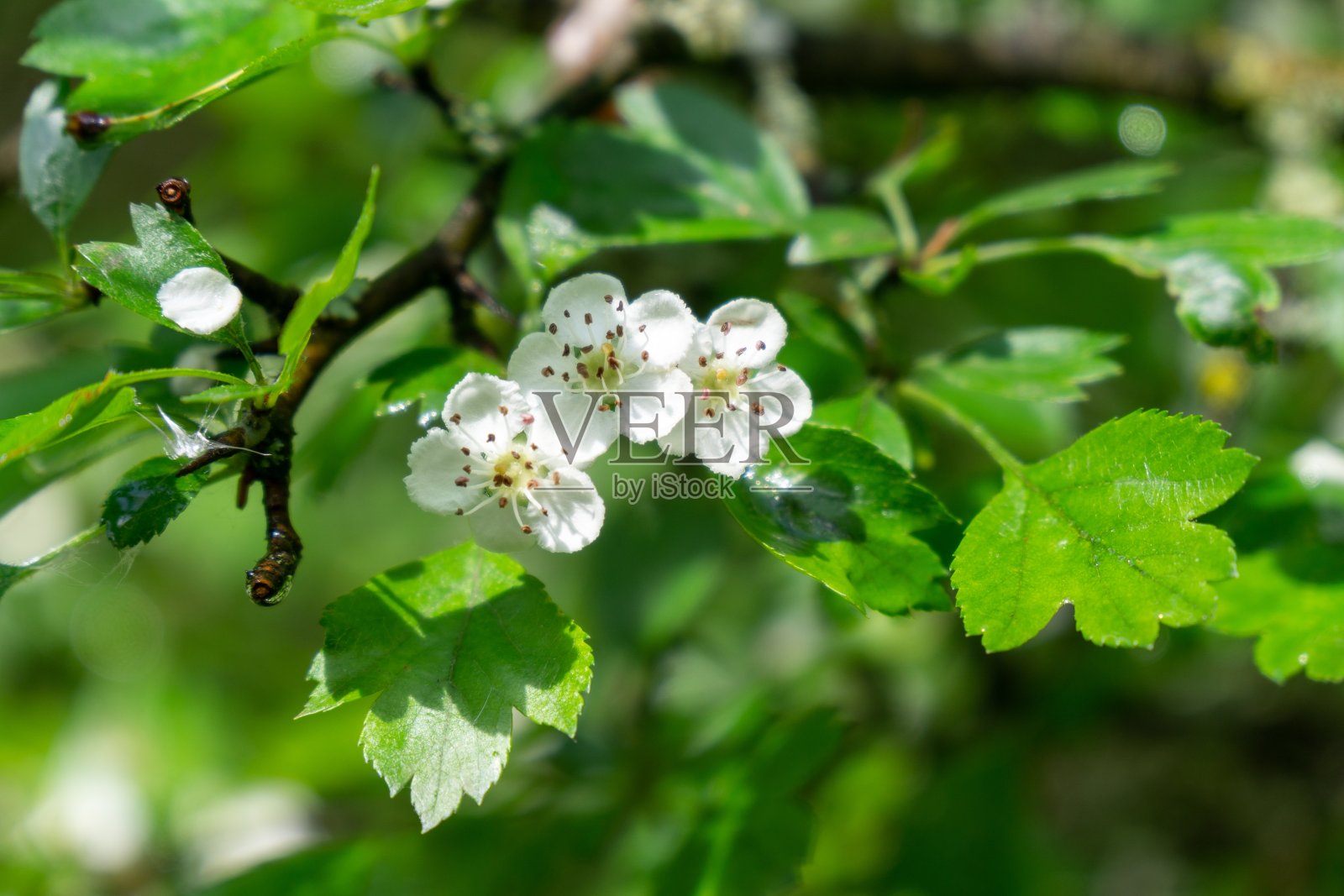 春天树开花。白色盛开的树。照片摄影图片