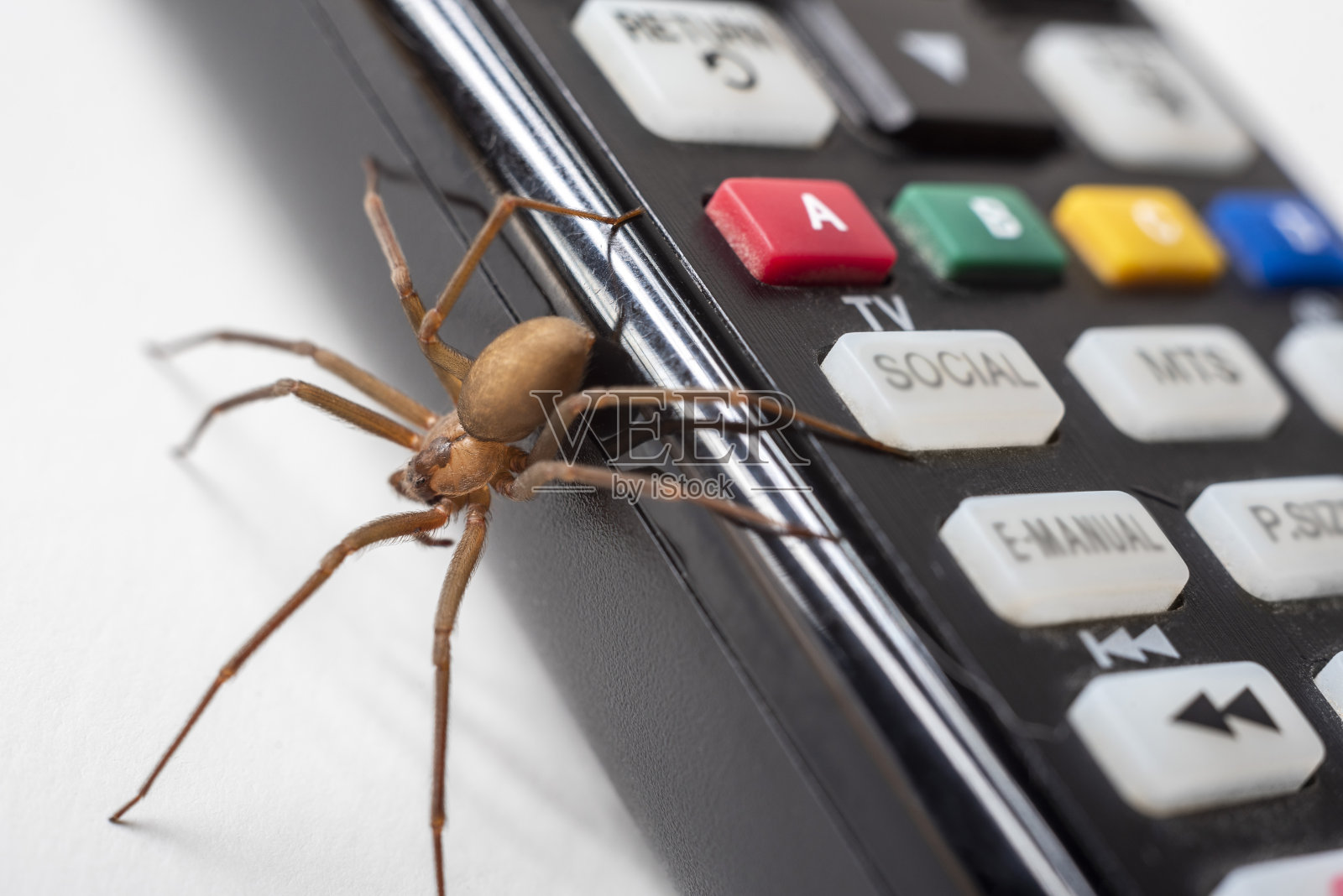 电视遥控器上的棕色隐士蜘蛛照片摄影图片