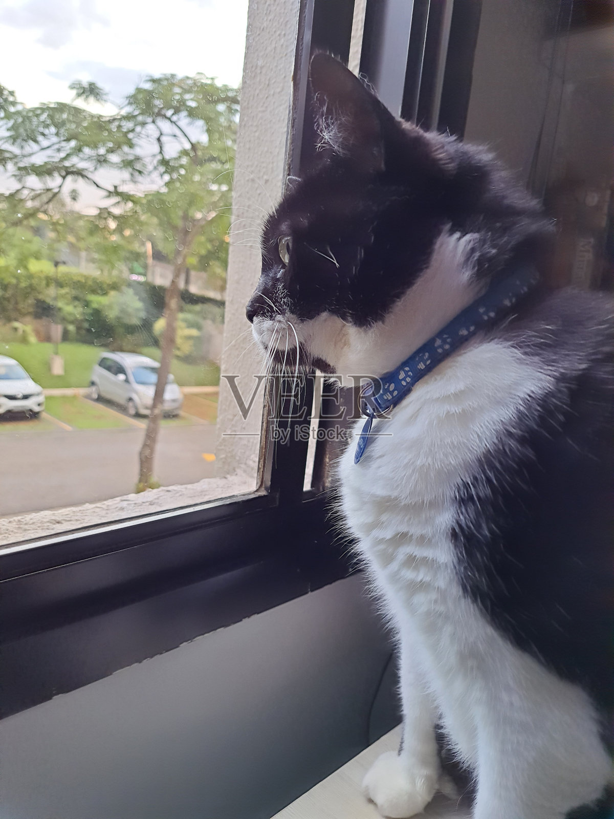 孤独的黑白猫坐在房子的玻璃窗前，看着外面。照片摄影图片