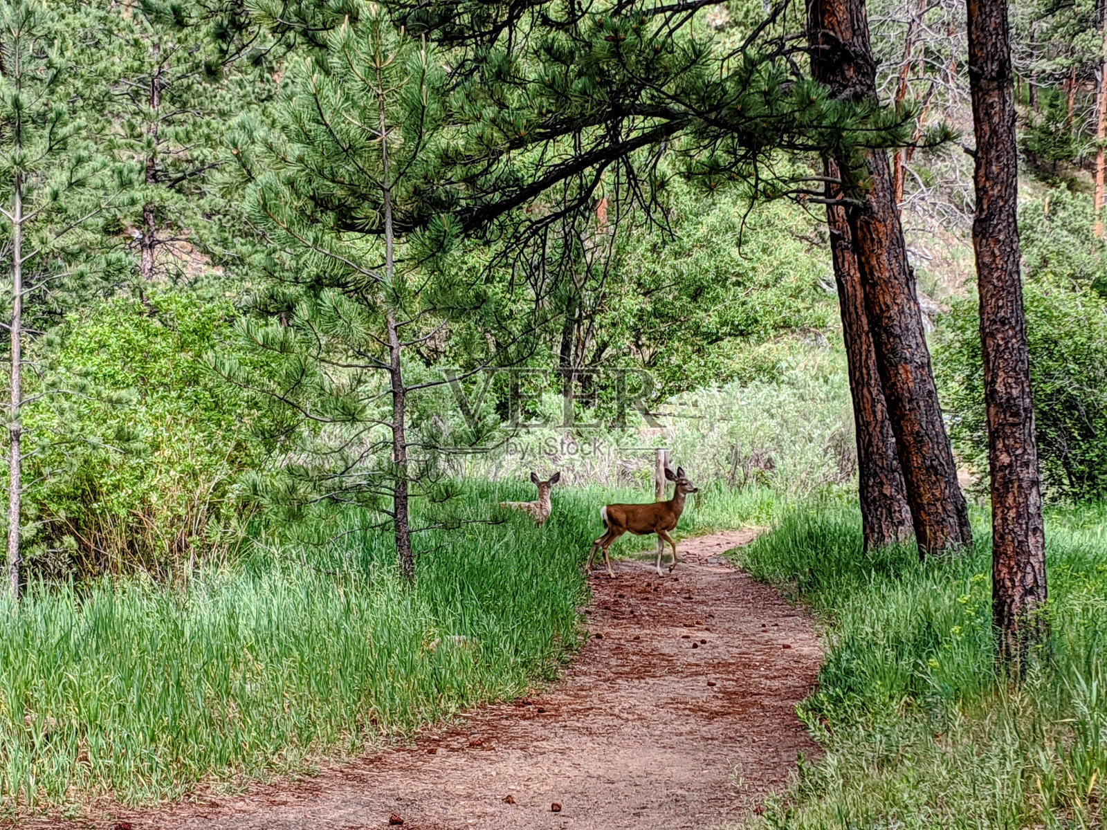 鹿在徒步旅行的小路上照片摄影图片