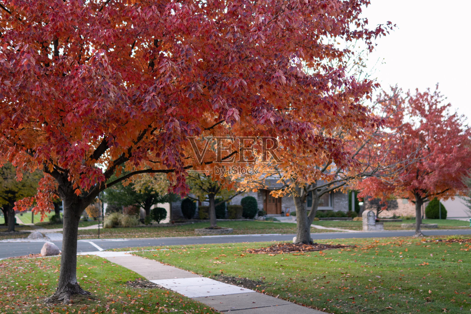 伊利诺斯州郊区，美丽的街道和人行道旁，有五颜六色的秋树照片摄影图片