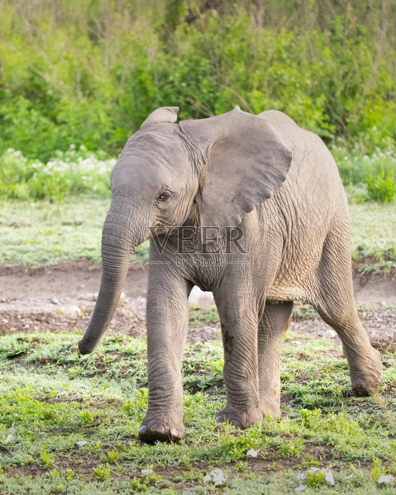 草原上的小象照片摄影图片