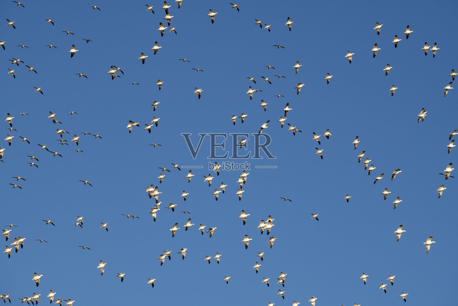 雪雁在天空中飞翔照片摄影图片