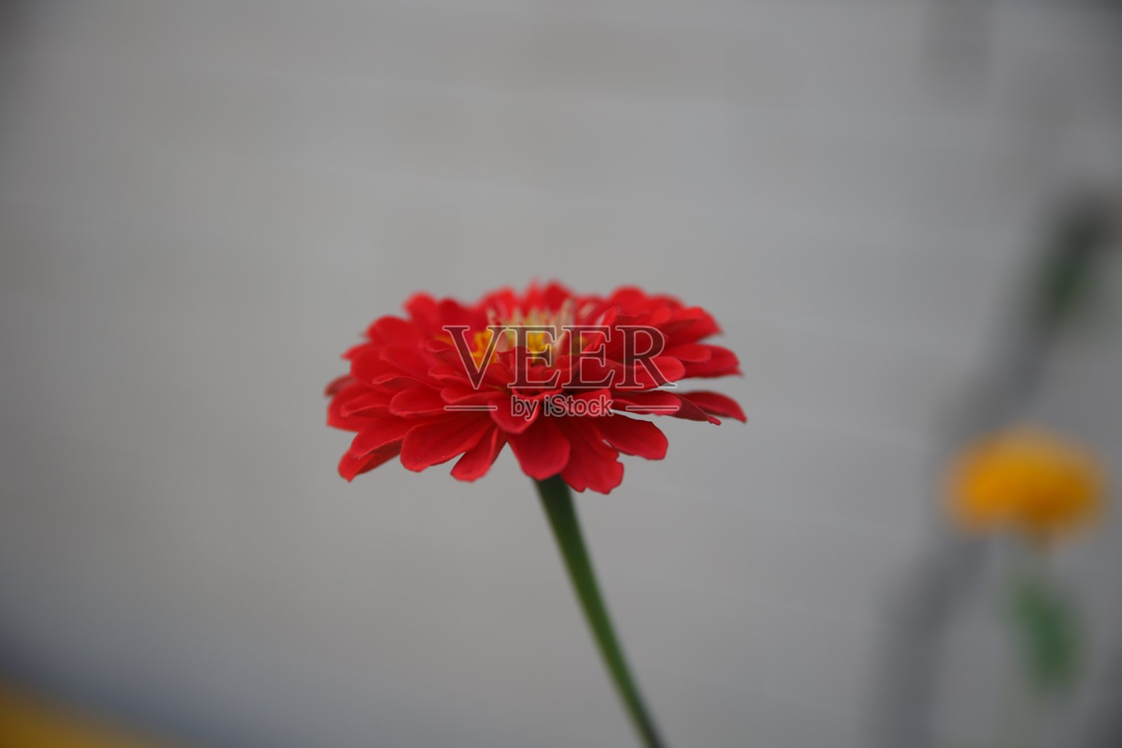 混合的花照片摄影图片