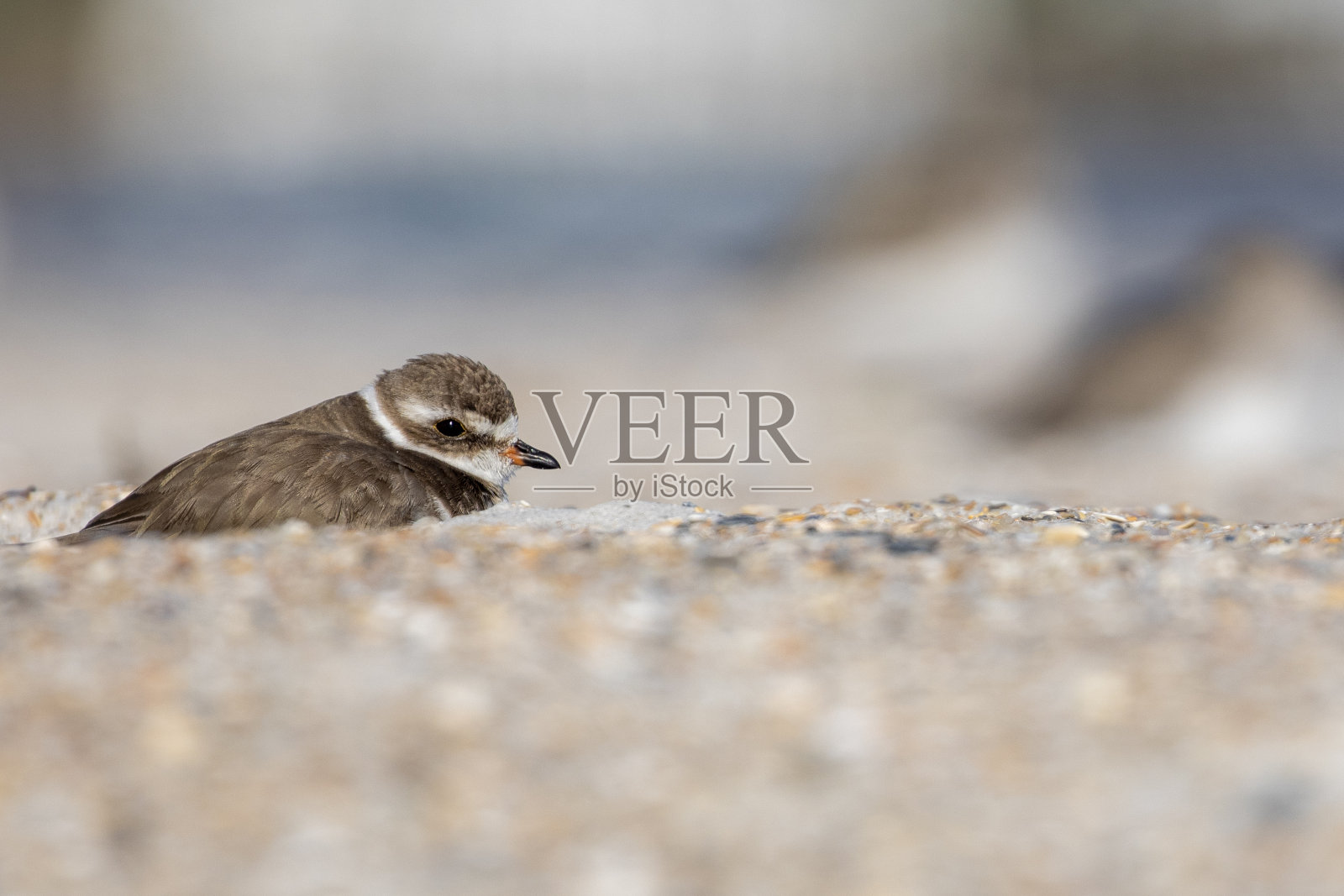 少年三趾鹬照片摄影图片